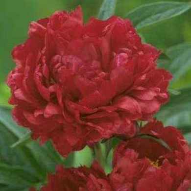 Пион молочноцветковый 'Ред Мейджик'