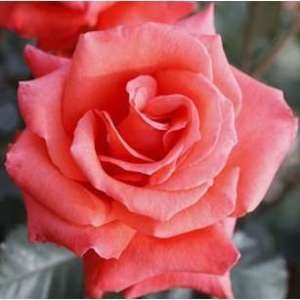 Роза чайно-гибридная 'Леди роз'