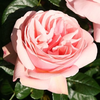 Роза чайно-гибридная 'Афродита'