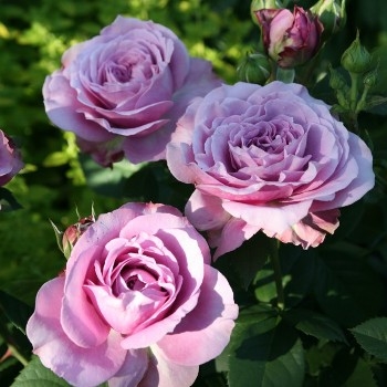 Роза миниатюрная 'Лавендер Айс'