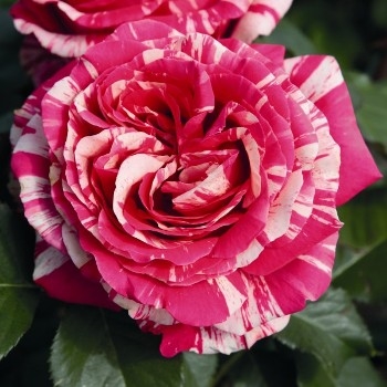 Роза чайно-гибридная 'Бест Импрессион'