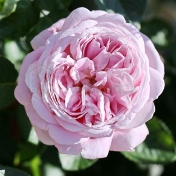 Роза чайно-гибридная 'Мириам'