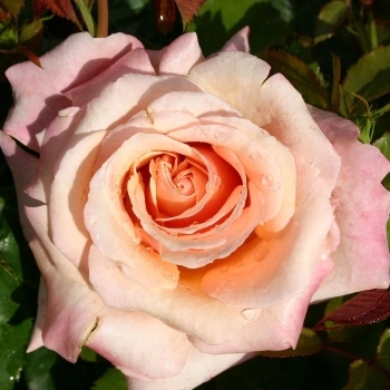 Роза чайно-гибридная  'Поль Рикар'