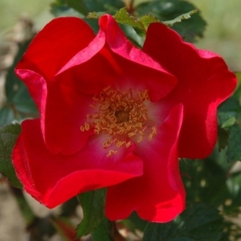 Роза канадская 'Робуста'