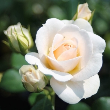 Роза флорибунда 'Сириус'