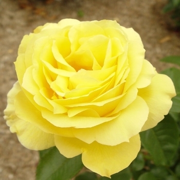 Роза чайно-гибридная 'Сувенир де Марсель Прус'