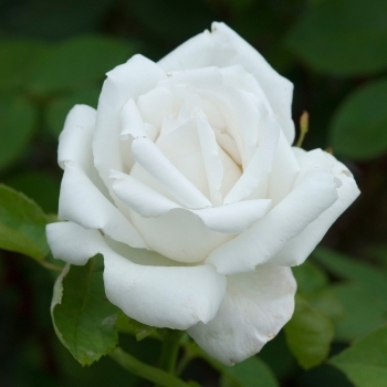 Роза чайно-гибридная 'Фрау Карл Друшки'