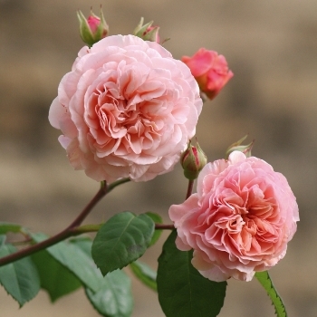 Роза английская 'Леандер'