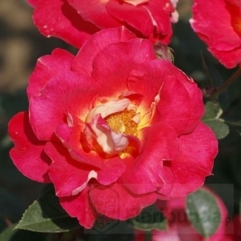 Роза чайно-гибридная 'Люстиг'