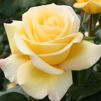 Роза чайно-гибридная 'Авек Амур'