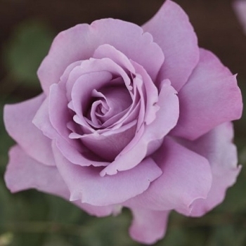 Роза чайно-гибридная 'Шарль де Голь'