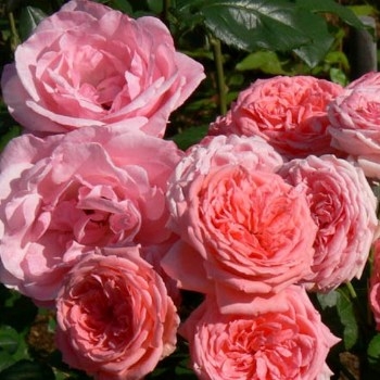 Роза флорибунда 'Кимоно'