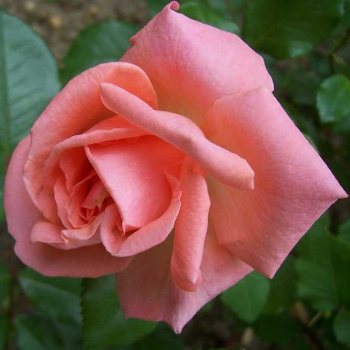 Роза флорибунда 'Калинка'