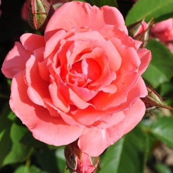 Роза миниатюрная 'Тип Топ'