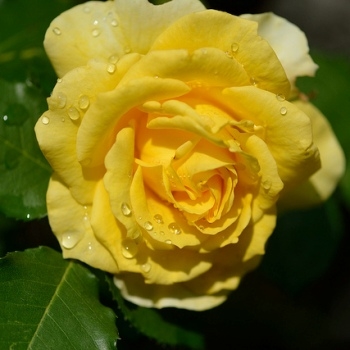 Роза флорибунда 'Голд Банни'