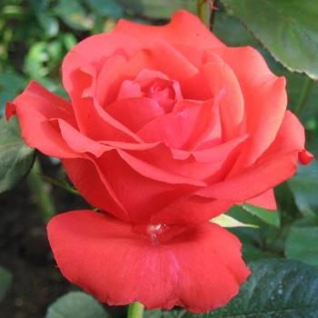 Роза чайно-гибридная 'Холштейнперл'