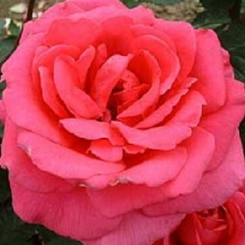 Роза чайно-гибридная 'Критерион'