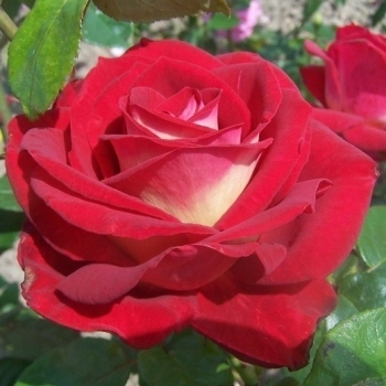 Роза чайно-гибридная 'Биколет'