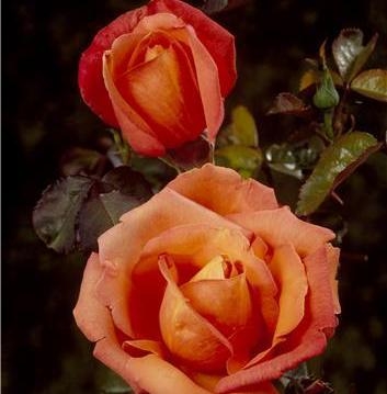 Роза чайно-гибридная 'Тройка'