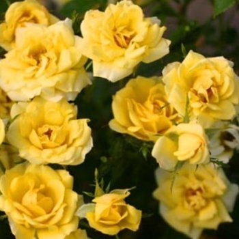 Роза почвопокровная 'Йеллоу Марин'