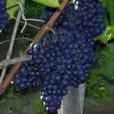 Виноград 'Кишмиш чёрный'
