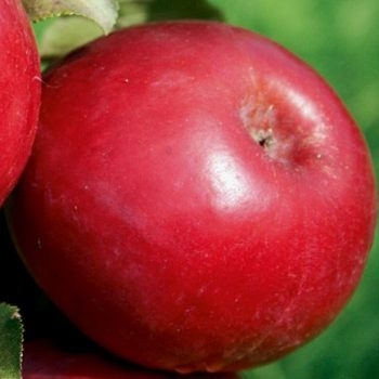 Яблоня красномясая 'Ред Пэшн'