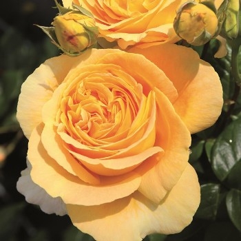 Роза чайно-гибридная 'Канделайт'