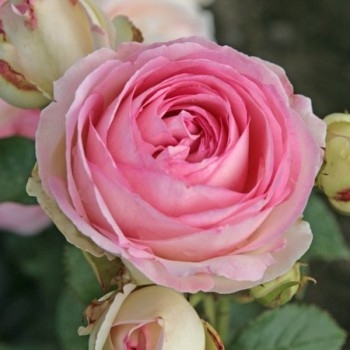 Роза чайно-гибридная 'Еден Роз'