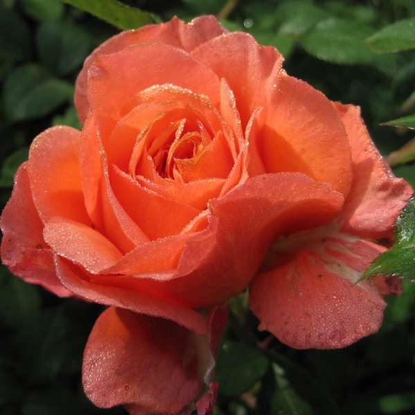 Роза чайно-гибридная 'Амбассадор'