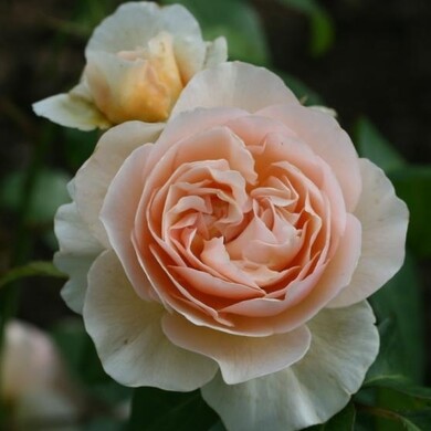 Роза английская 'Свит Джульет'