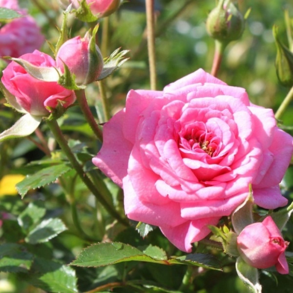 Роза миниатюрная 'Бирди'
