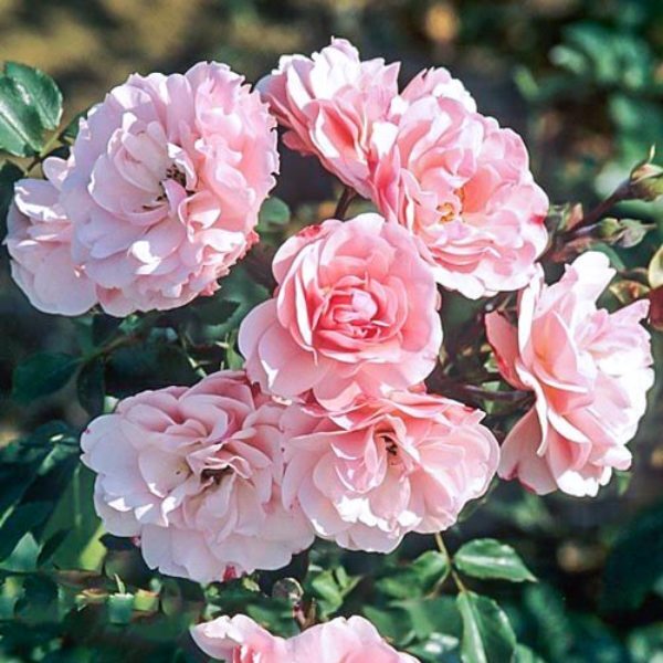 Роза шраб 'Боника'
