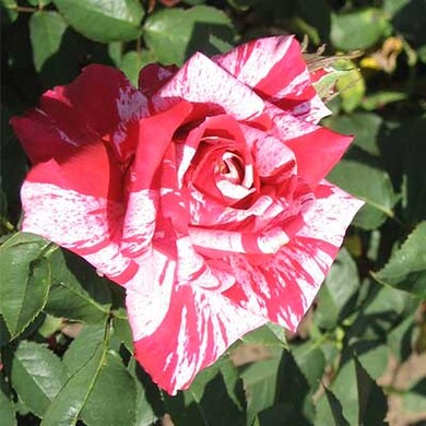 Роза чайно-гибридная 'Имэджин'