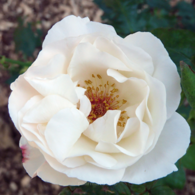 Роза чайно-гибридная 'Вайт Квин Элизабет'