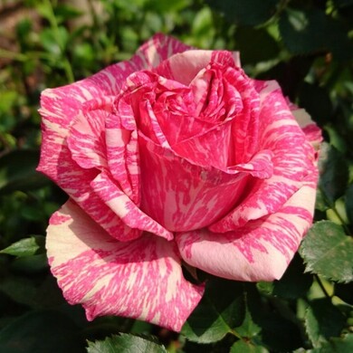 Роза чайно-гибридная 'Пинк'