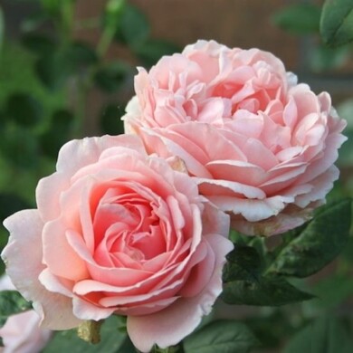 Роза чайно-гибридная 'Ренессанс'