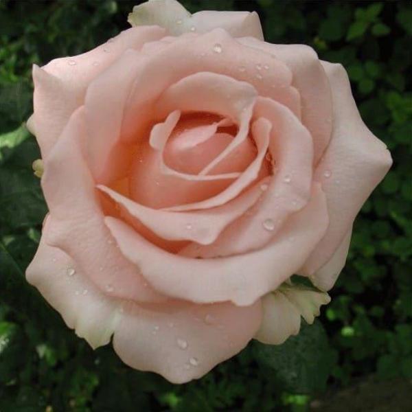 Роза чайно-гибридная 'Дезире'