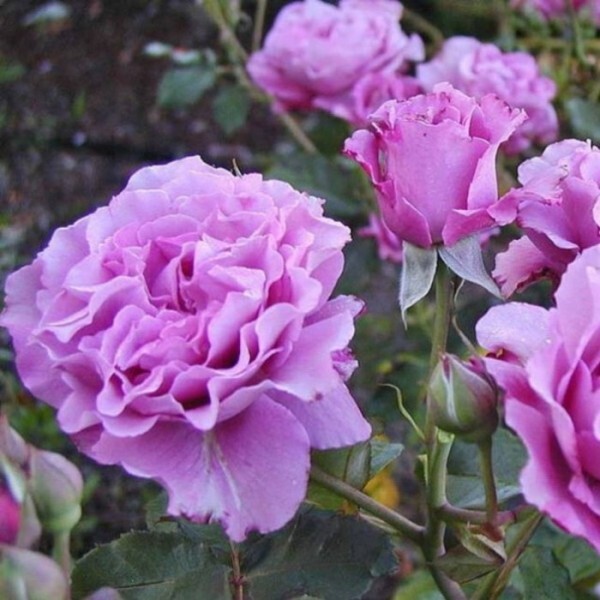 Роза флорибунда 'Дойче Велле'