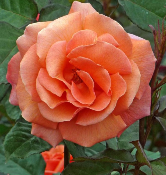 Роза флорибунда 'Элисон'