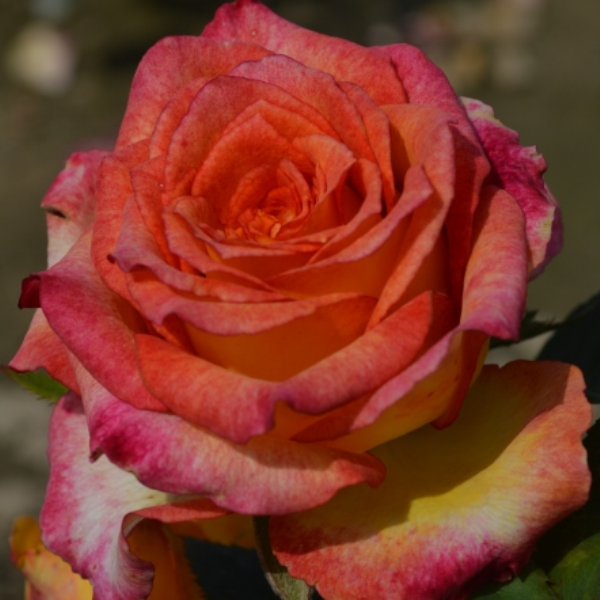 Роза флорибунда 'Эрз'