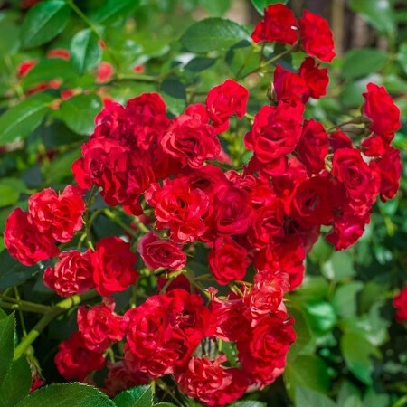 Роза почвопокровная 'Фейри Дэнс' (С6)