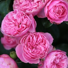 Роза флорибунда 'Алюр Винтерджевел' (С6)