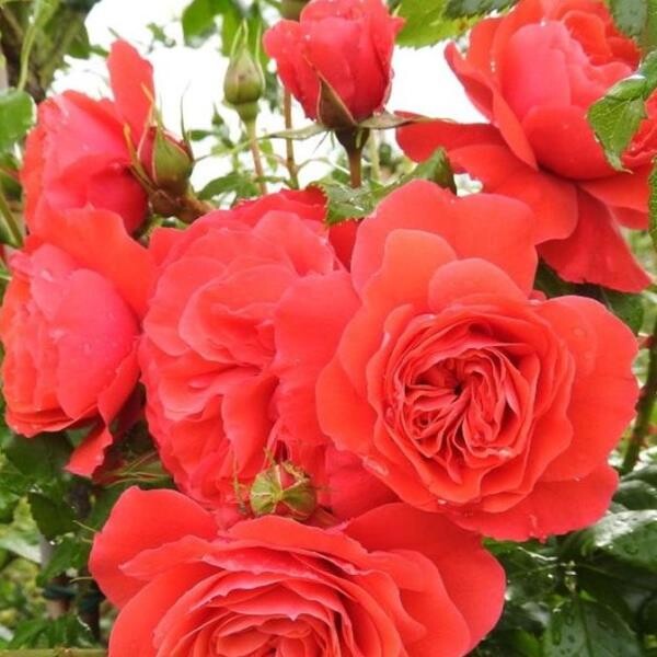 Роза флорибунда 'Кримсон Орб' - купить саженцы в Тюмени в садовом центре "Астра" с доставкой по всей России