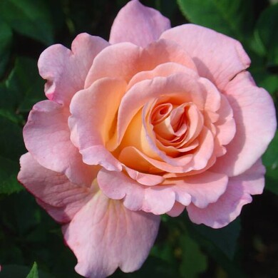 Роза флорибунда 'Ойстер'