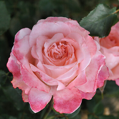 Роза флорибунда 'Пикоти Ваза'