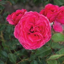Роза флорибунда 'Река Сава' (С6)