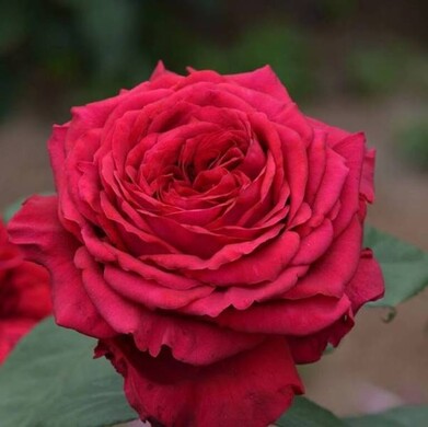Роза флорибунда 'Роза 4-х ветров'