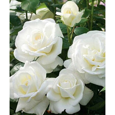 Роза флорибунда 'Сноу Вайт' (С6)