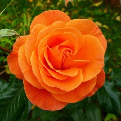 Роза флорибунда 'Супер Трупер'