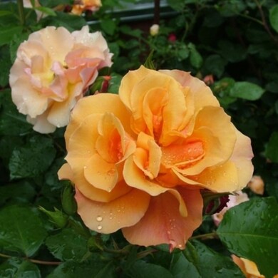 Роза флорибунда 'Текила'